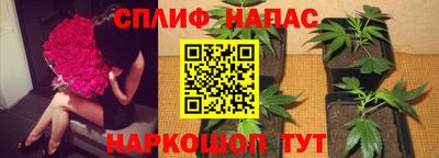гашик Камышлов